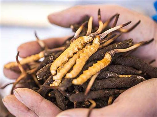 南美白對蝦和冬蟲夏草搭配的食用方法